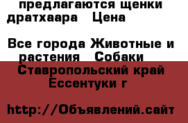 предлагаются щенки дратхаара › Цена ­ 20 000 - Все города Животные и растения » Собаки   . Ставропольский край,Ессентуки г.